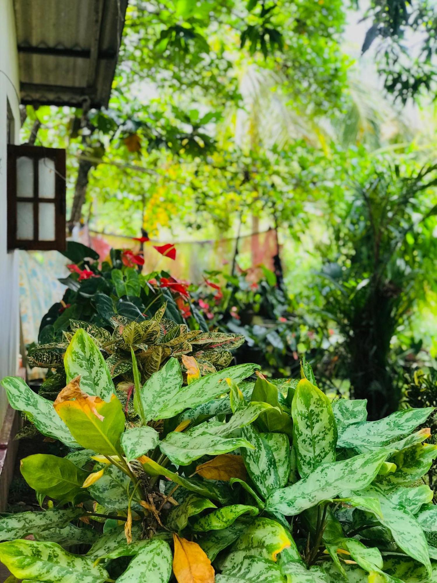 Sigiri Lakshan Home Stay Sigiriya Dış mekan fotoğraf
